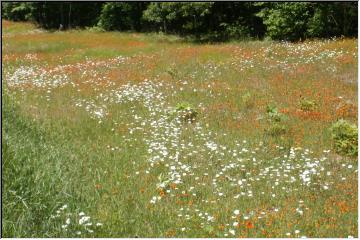 Wildflowers