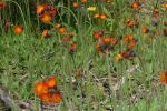 Orange Hawkweed