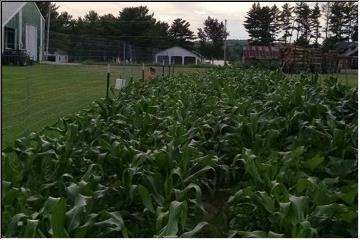 Corn field