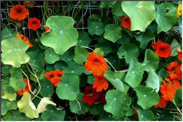 Summer colors