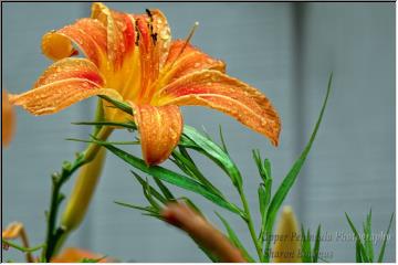 Drizzled in drops