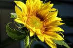 Sunny flowers