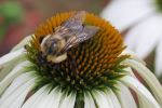 Bzzzzz