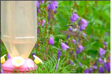 Flowers and birds