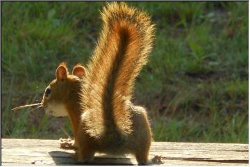 Tail aglow
