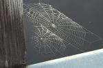 Double web