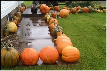 Pumpkins