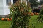 Fall decorations