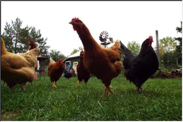Egg producers