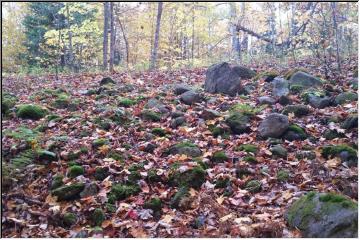 Leaves on the ground