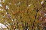 Colorful branches