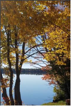 Fall foliage