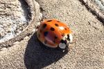 Ladybug