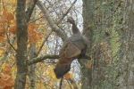 Turkey in a tree