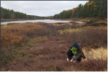 Picking cranberries