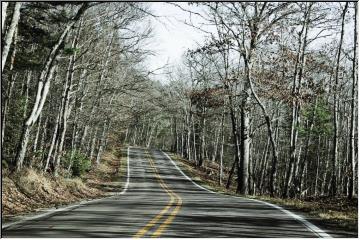 Leafless trees