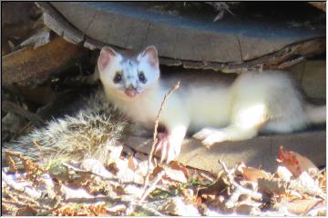 White weasel