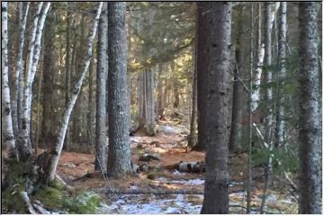 Woodsy trail