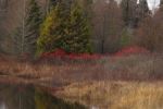 Red bushes stand out