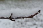 Snowy branch