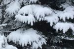 Snow laden branches