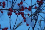 Icy berries