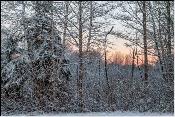 Snowy morning