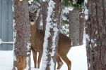 Deer in Eagle Harbor
