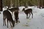 Hungry deer