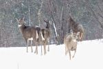 Deer
