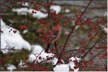 Reds of winter