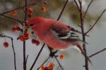 Grosbeak diner