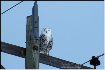 Perched above