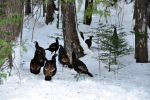 Copper Country turkeys