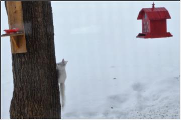 Albino squirrel