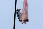 Woodpecker lunch