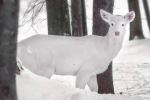 Albino deer