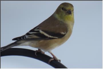 Winter resident