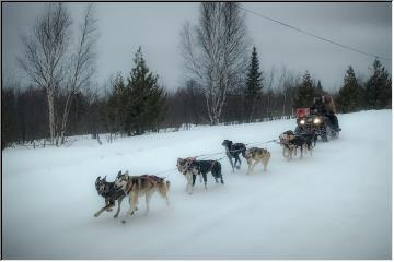 Doggies in training