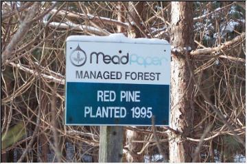 Managed Forest