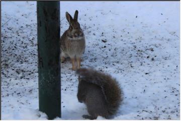 Backyard buddies