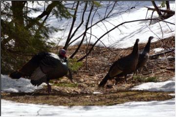 Birds of a feather