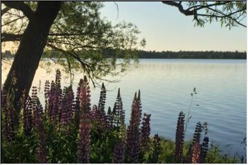 Lupines