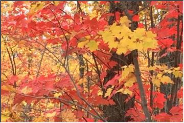 Burst of color