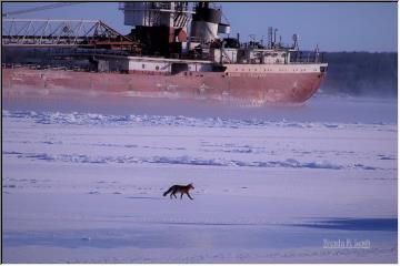 St.Mary's River fox