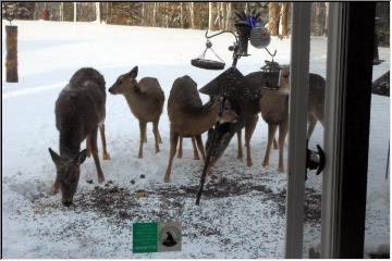 Backyard friends