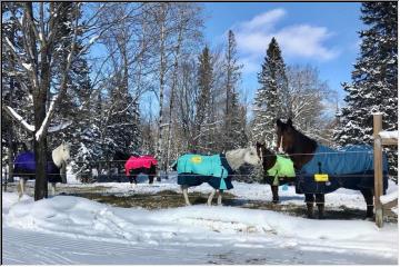 Horses of different colors