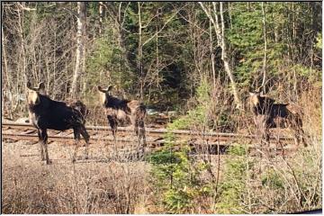 Moose times 3