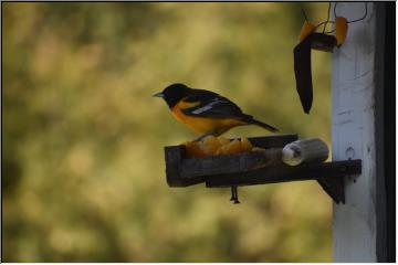 Baltimore Oriole