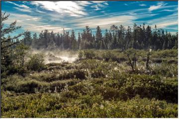 Steaming webs